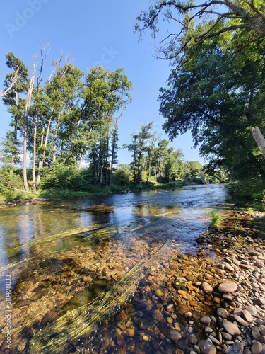 Fototapeta Naklejka Na Ścianę i Meble -  river in the woods