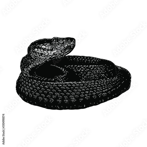 habu snake hand drawing vector illustration isolated on background