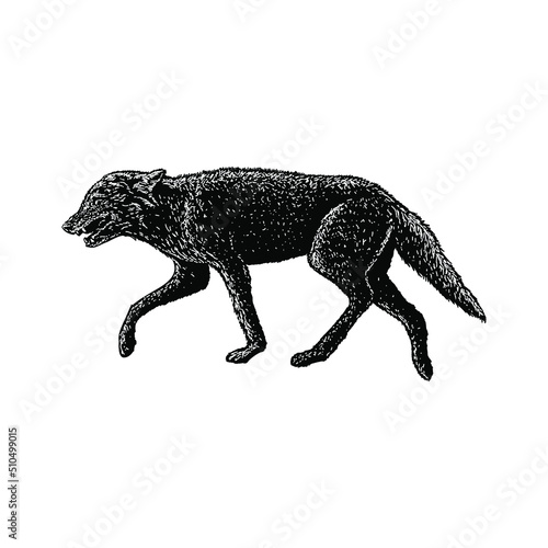 jackal hand drawing vector illustration isolated on background photo
