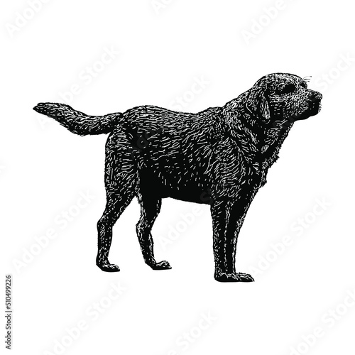 labrador retriever hand drawing vector illustration isolated on background	