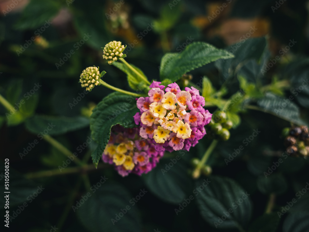 Lantana flower