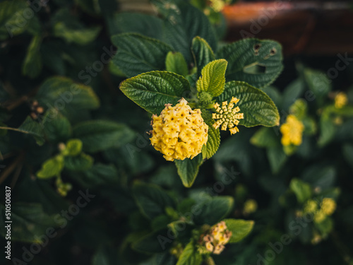 Yellow flowers