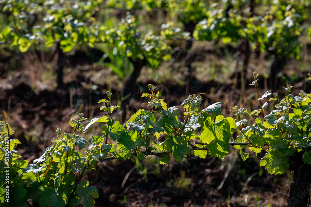 New spring growth in an Oregon vineyard shows fresh leaves and sprouts on trellised wine grapes, afternoon sun adding glow and contrast. New spring growth in an Oregon vineyard shows fresh leaves and sprouts on trellised wine grapes, afternoon sun adding glow and contrast.