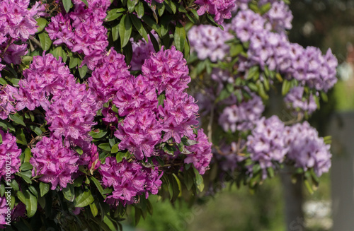 Pink and purple rhododendrons at peak of blooming season in Seattle