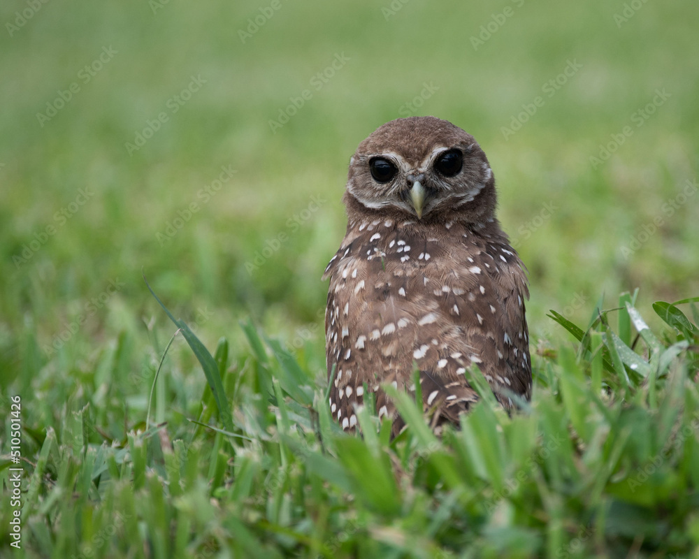 Burrowing owl with white spotted brown feathers is staring forward with unusual large black eyes while standing in green grass. Burrowing owl with white spotted brown feathers is staring forward with unusual large black eyes while standing in green grass.
