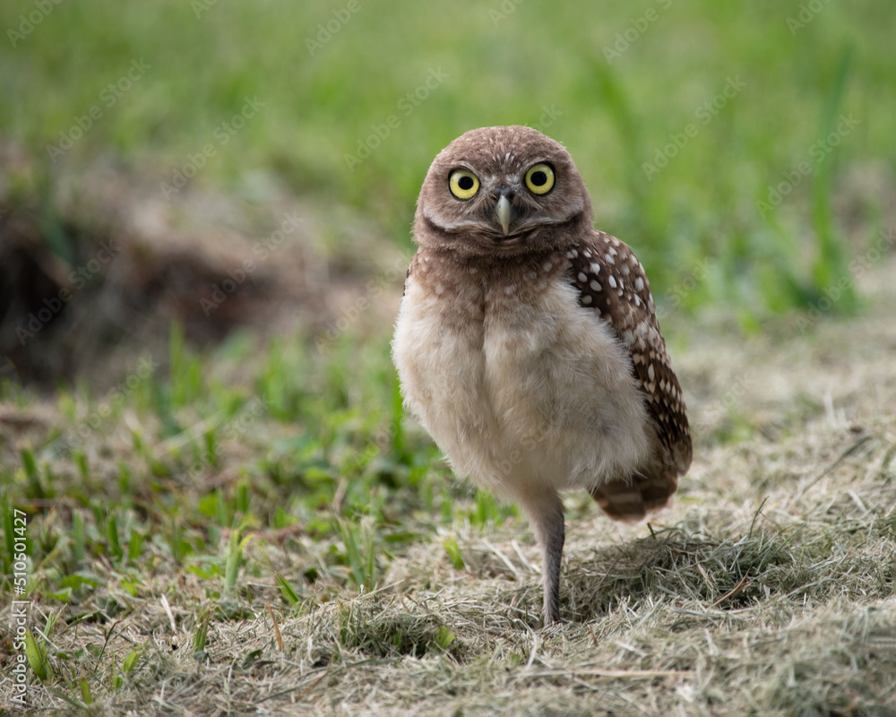 Naklejka premium Young burrowing owl with white spotted brown feathers, a fluffy white chest, and large staring yellow eyes stands on one leg in a grassy field near its burrow.