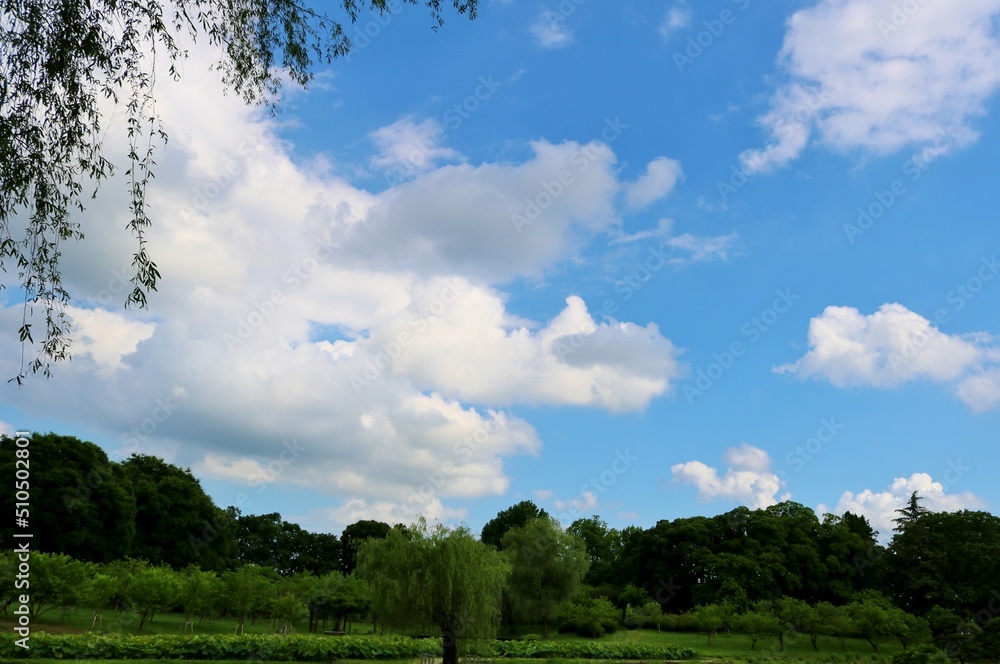 爽やかな新緑　梅雨時晴れ間の青空　6月の風景　古河