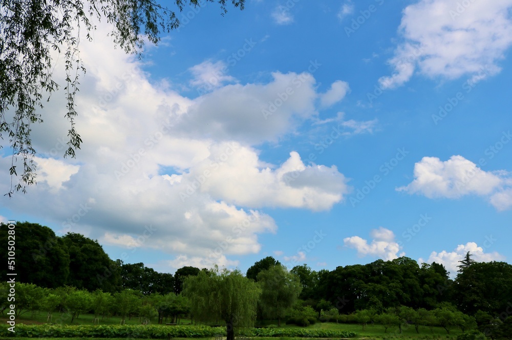 Obraz premium 爽やかな新緑 梅雨時晴れ間の青空 6月の風景 古河