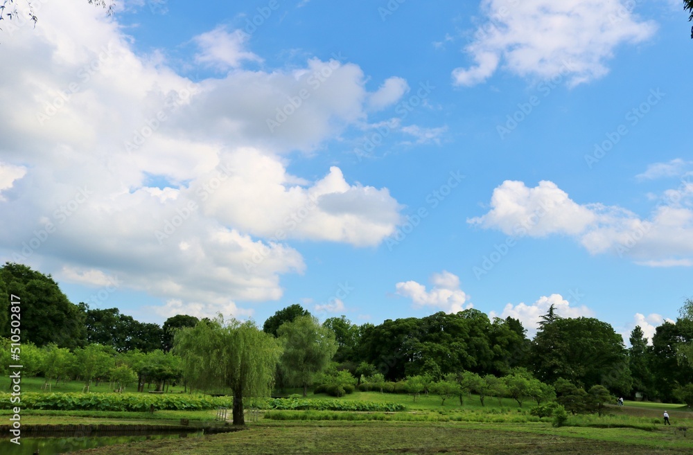 爽やかな新緑　梅雨時晴れ間の青空　6月の風景　古河