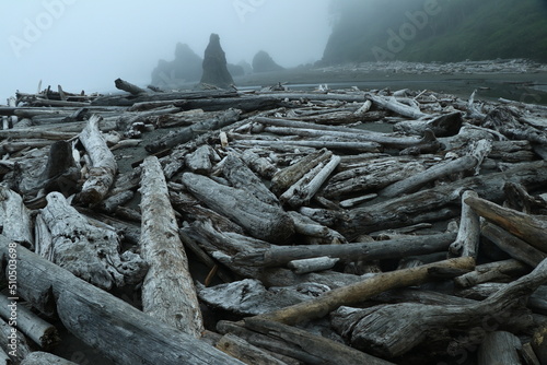 Driftwood on a Washington beach.