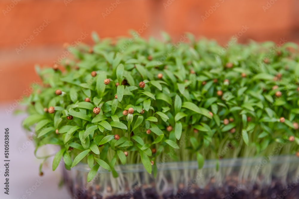 Home gardening. Succulent organic micro greens in a plastic box. Micro green from mustard. Fresh micro green sprouts for vegan cooking. Healthy food and diet concept. Cut microgreens. Home gardening. Succulent organic micro greens in a plastic box. Micro green from mustard. Fresh micro green sprouts for vegan cooking. Healthy food and diet concept. Cut microgreens.