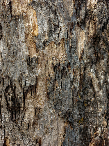 Close Up of Bark on Tree Stump. Old tree. many years old. background or backdrop.
