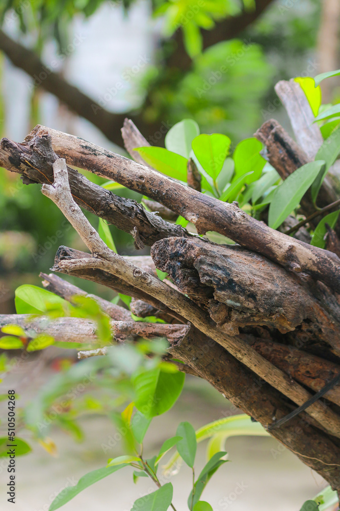 some tree trunks that have few leaves some tree trunks that have few leaves