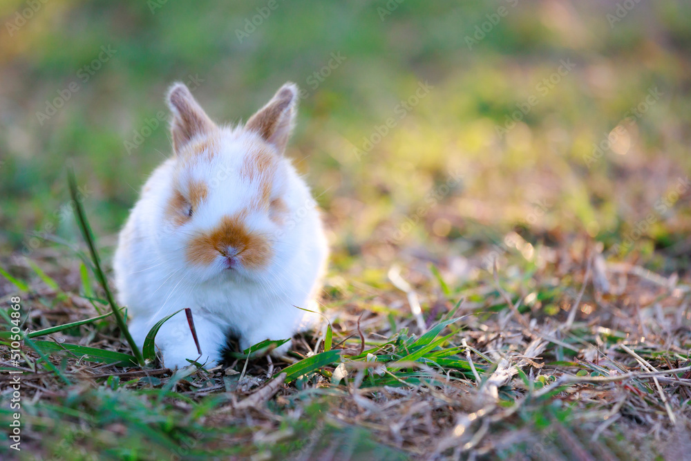 Cute little bunny holland lop sitting and playing on the meadow in the garden. Cute little bunny holland lop sitting and playing on the meadow in the garden.