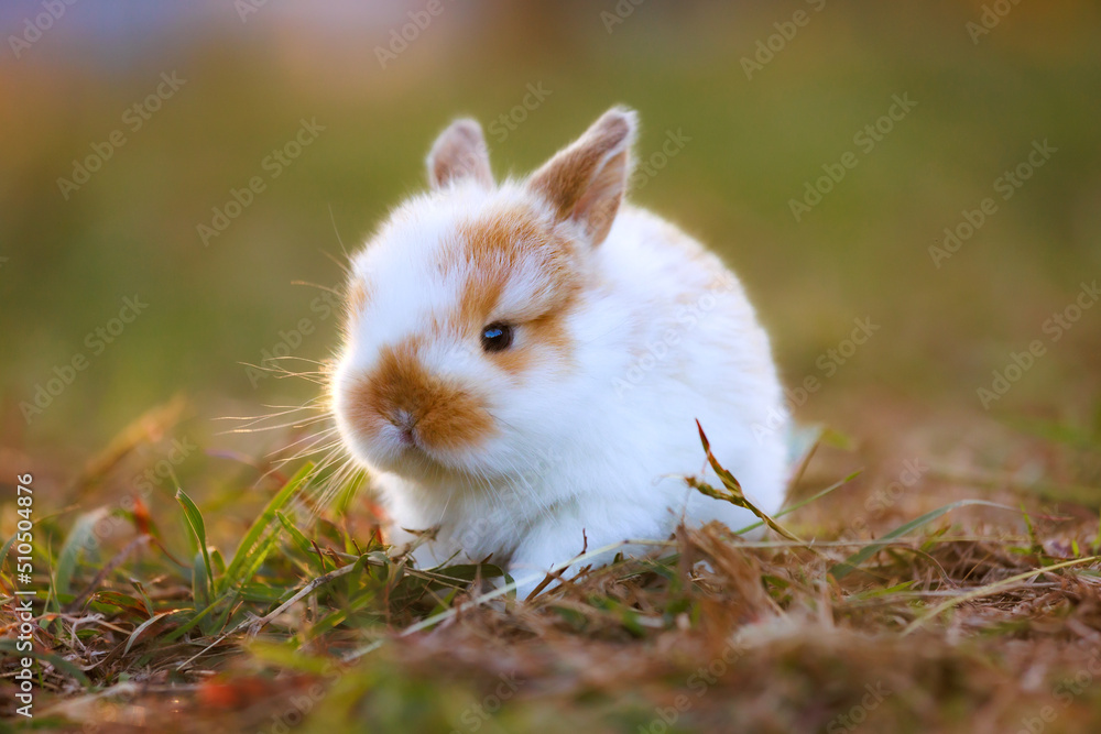 Cute little bunny holland lop sitting and playing on the meadow in the garden. Cute little bunny holland lop sitting and playing on the meadow in the garden.