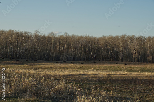 Plains Bison in a Distant Field