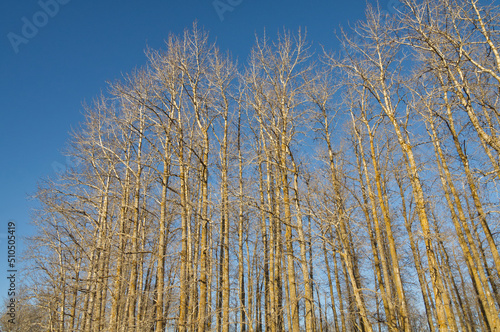 Bare Trees against a Blue Sky
