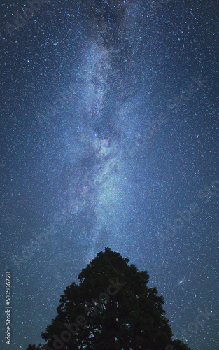 樹上に伸びる天の川