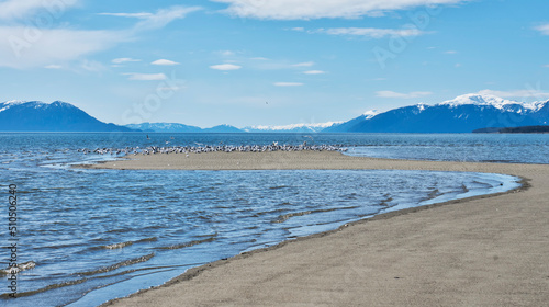 Fototapeta Naklejka Na Ścianę i Meble -  Shorebirds on a sand spit on Gustavus beach in Southeast Alaska on a sunny day.