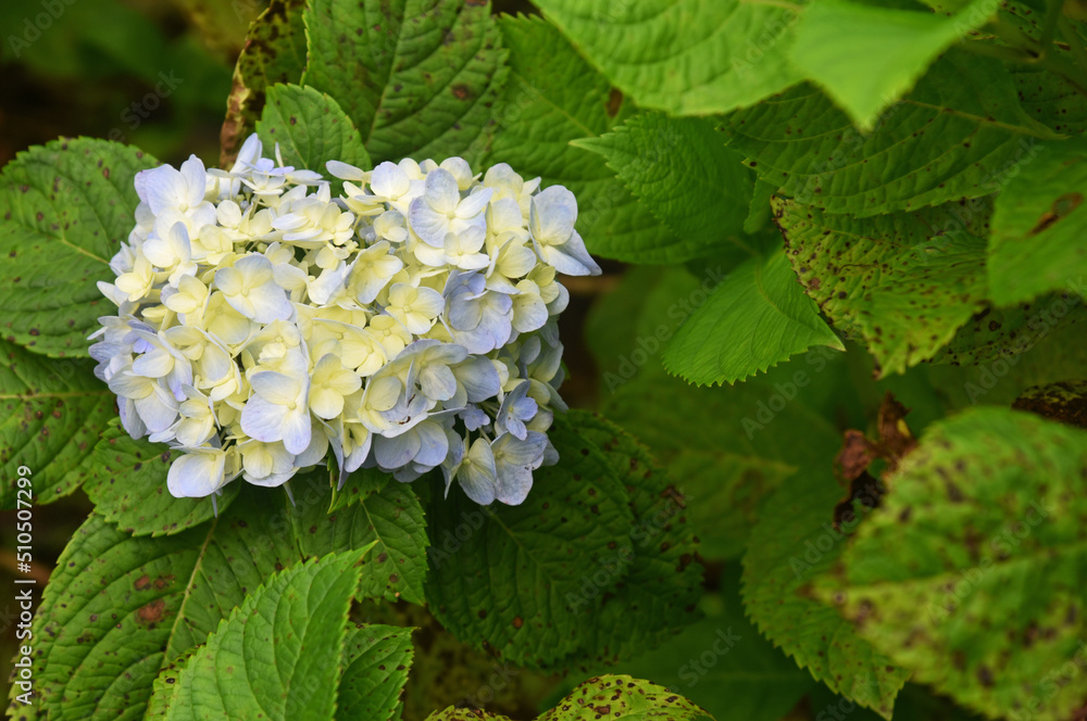 Beautiful Hortensia flower, growth fresh on the tree Beautiful Hortensia flower, growth fresh on the tree