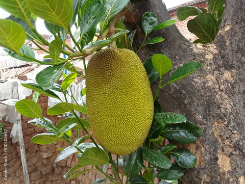 The jackfruit (Artocarpus heterophyllus), also known as jack tree, A big jackfruit is hanging on the tree. Jackfruit is commonly used in  India vegetable food. One jackfruit hanging on the tree 