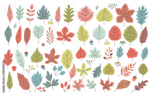 Hand drawn set of Autumn Leaves Elements icon Objects, Vector illustration set with colorful oaks, hickories, maples, aspen, birch,beech and dogwood leaves