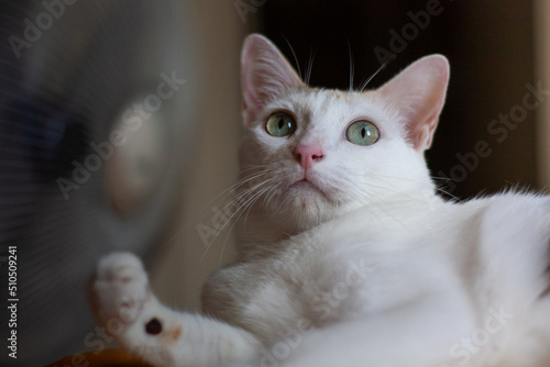 The cat is looking at the toy and preparing to catche.