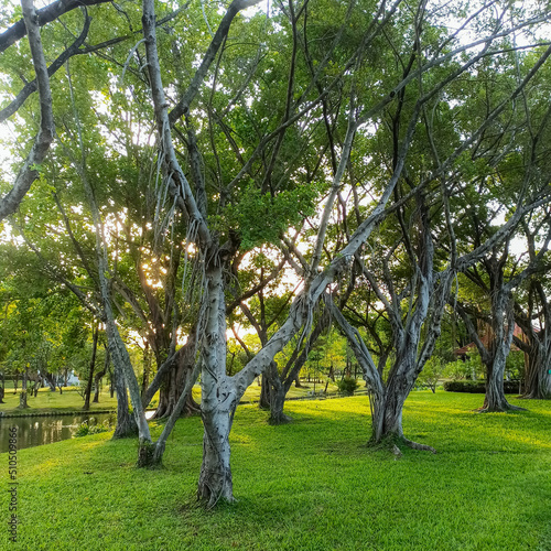Photography Parks in Bangkok