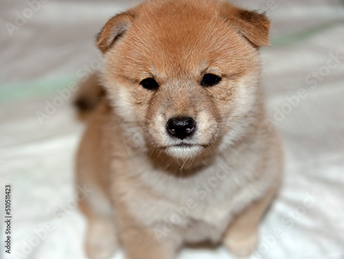 Portrait of a Japanese Shiba Inu puppy © Valery Kleymenov