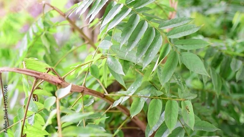 leaves of Bilimbi (Averrhoa Bilimbi) tree, a tamarind variety. photo