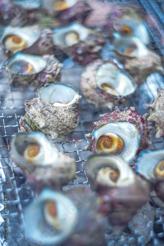Turban shell