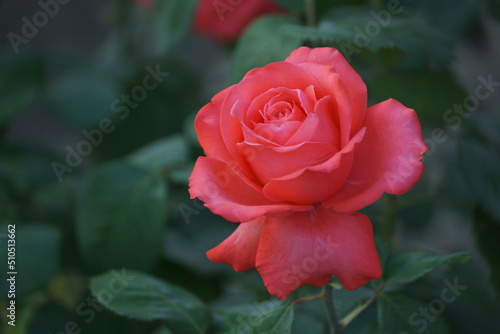 red rose in garden