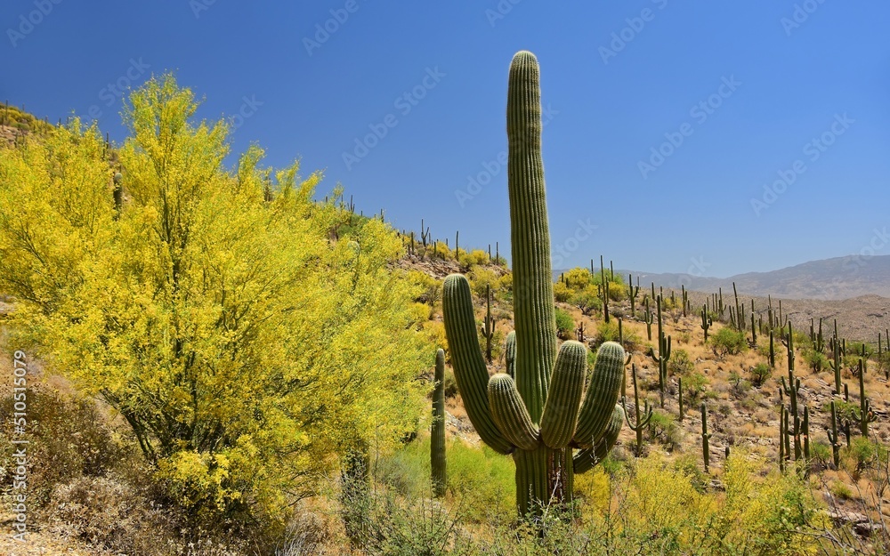 brilliant flowering palo verde and saguaro cacti on a sunny spring day in the foothills  along the catalina highway in northeast tucson in southern arizona