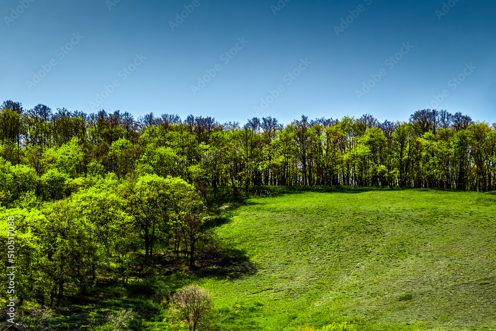 The trees were covered with green leaves in the summer.