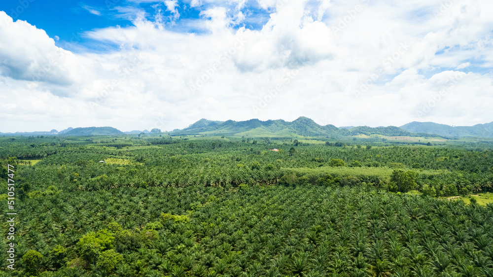 Aerial of fresh green palm oil tree plantation farm forest shot in the spring with a drone from the air on blue sky cloud.Bio diesel plant growth in Indonesia, Malaysia, Thailand.Landscape power plant