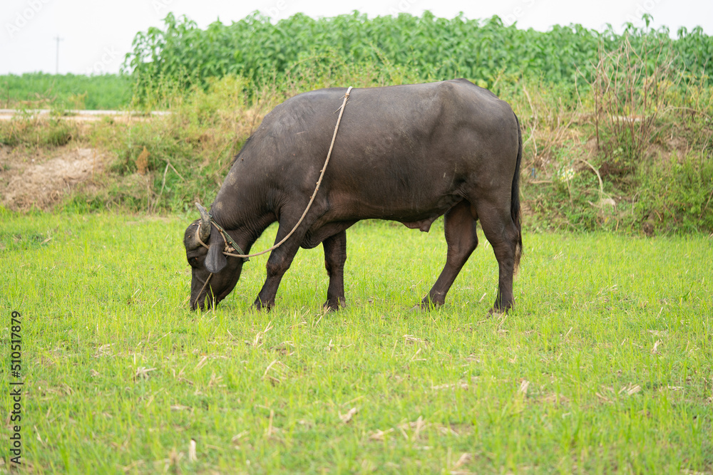 Fototapeta premium buffalo stained in the green grass fields, 