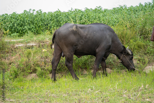 buffalo stained in the green grass fields, 