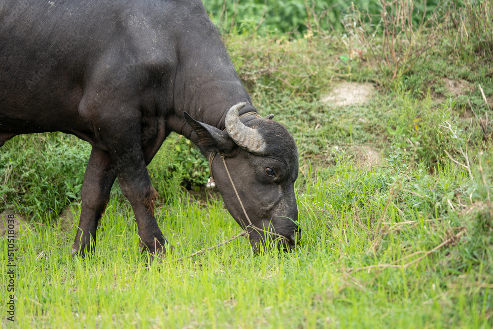 buffalo stained in the green grass fields,
buffalo stained in the green grass fields,
