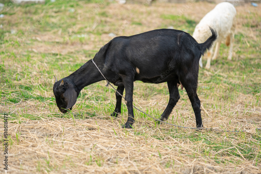 black goat in field, free. Steep goats.Goats eating grass,Goat on a pasture,Little goat portrai black goat in field, free. Steep goats.Goats eating grass,Goat on a pasture,Little goat portrai
