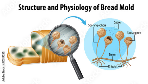 structure and physiology of bread mold photo
