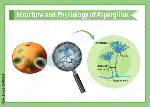 Structure and Physiology of orange mold photo