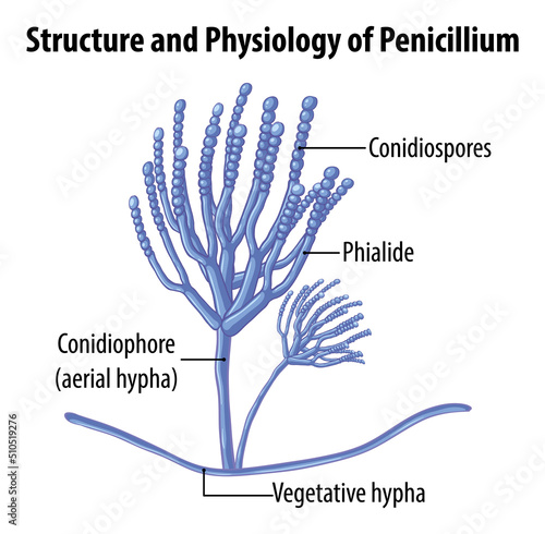 Structure and physiology of penicillium mold photo