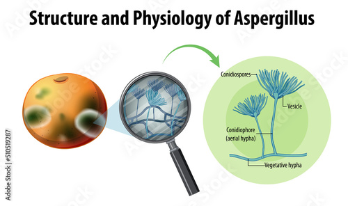 Structure and Physiology of orange Aspergillus photo