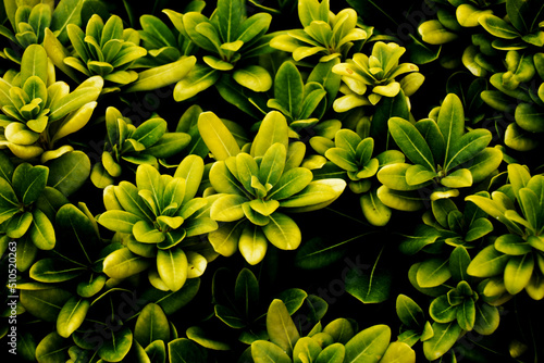 Green leaves of Pittosporum tobira - Pittosporum tobira foliage