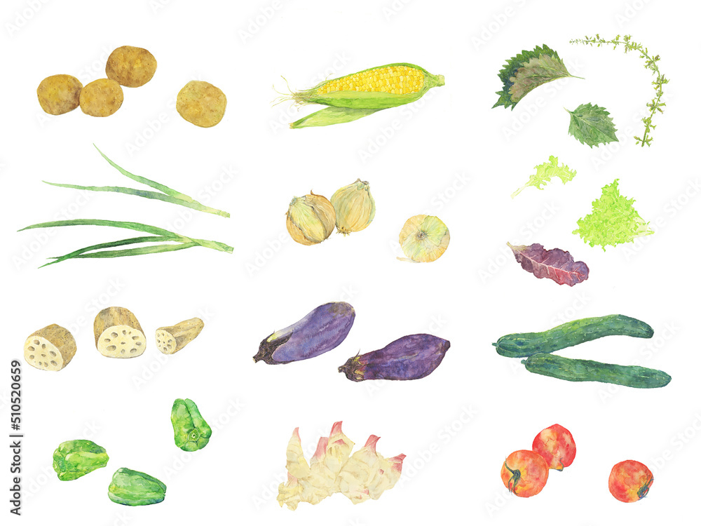 watercolor vegetables watercolor vegetables