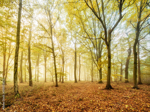 Natural Forest of Beech and Hornbeam Trees with Fog in Early Autumn 