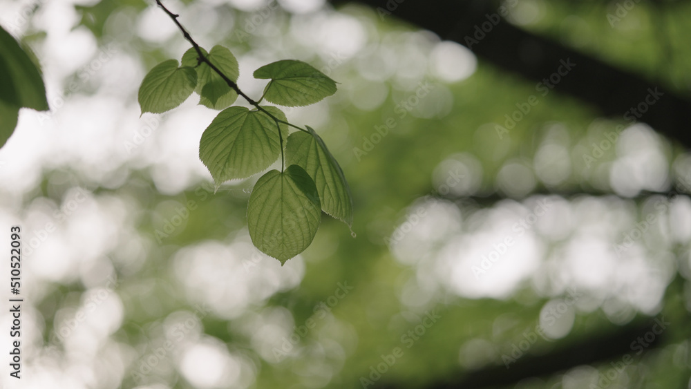 linden leaves on a branches closeup linden leaves on a branches closeup