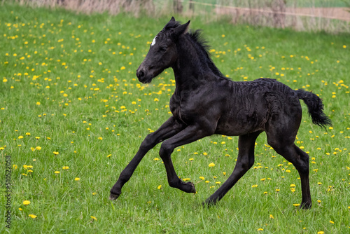 Black foal gallops across the meadow. Warlander  cross between Friesian and Andulusian horse.