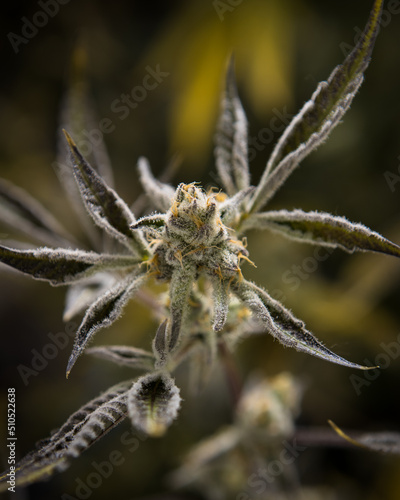Fresh cannabis flowers and buds on marijuana plant © Zacannatography