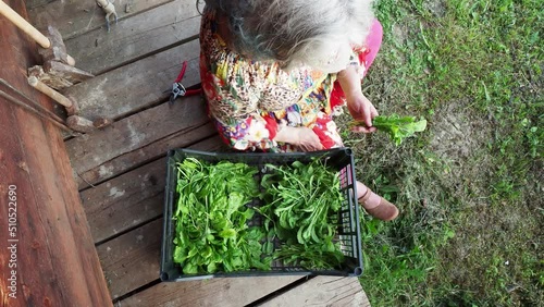 lady picking leafy greens from garden in the farm photo